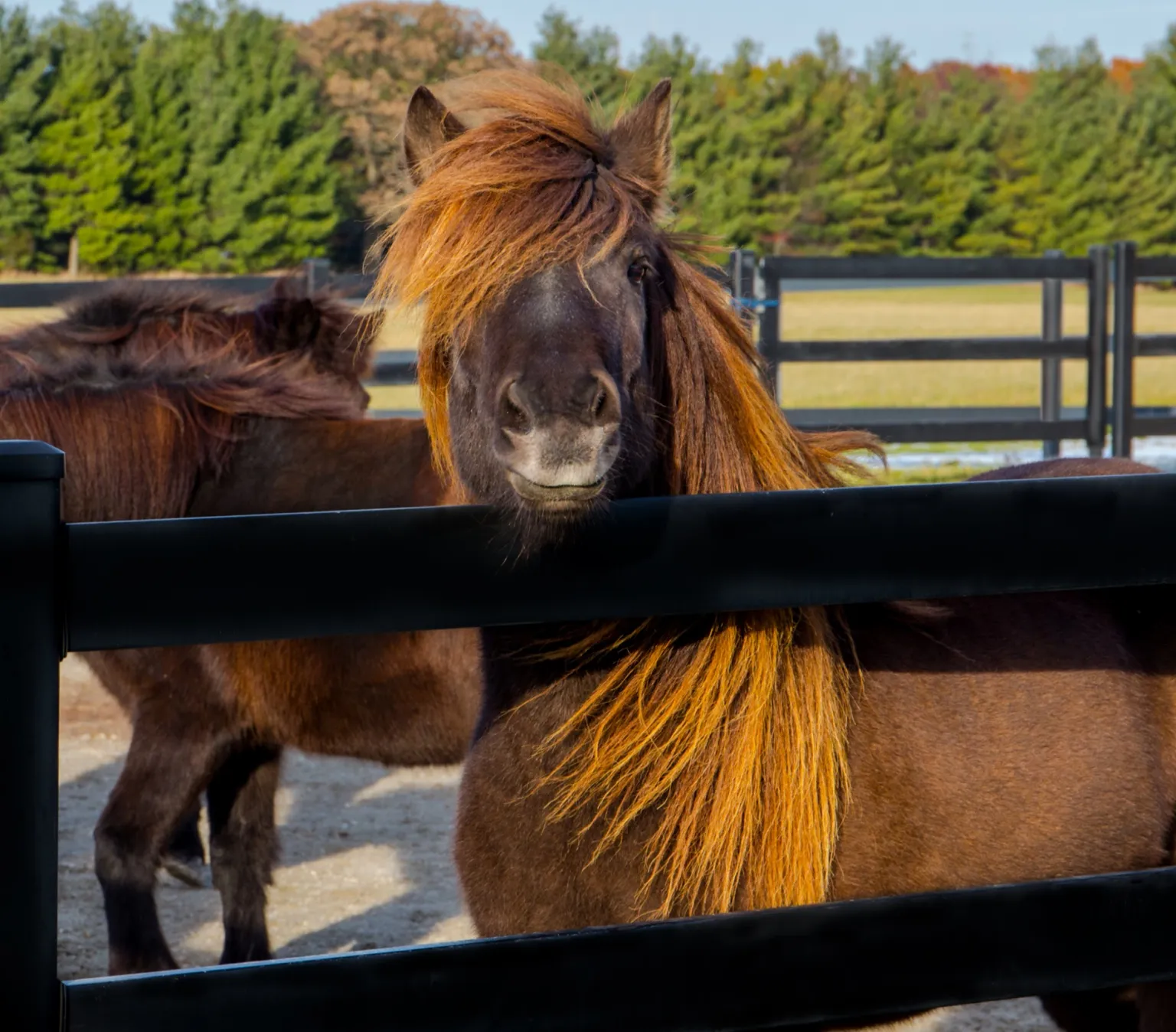 Premium Buckley Horse Fence in Omaha project by JK Fencing in the Omaha area